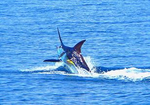 Costa Rica Blue Marlin